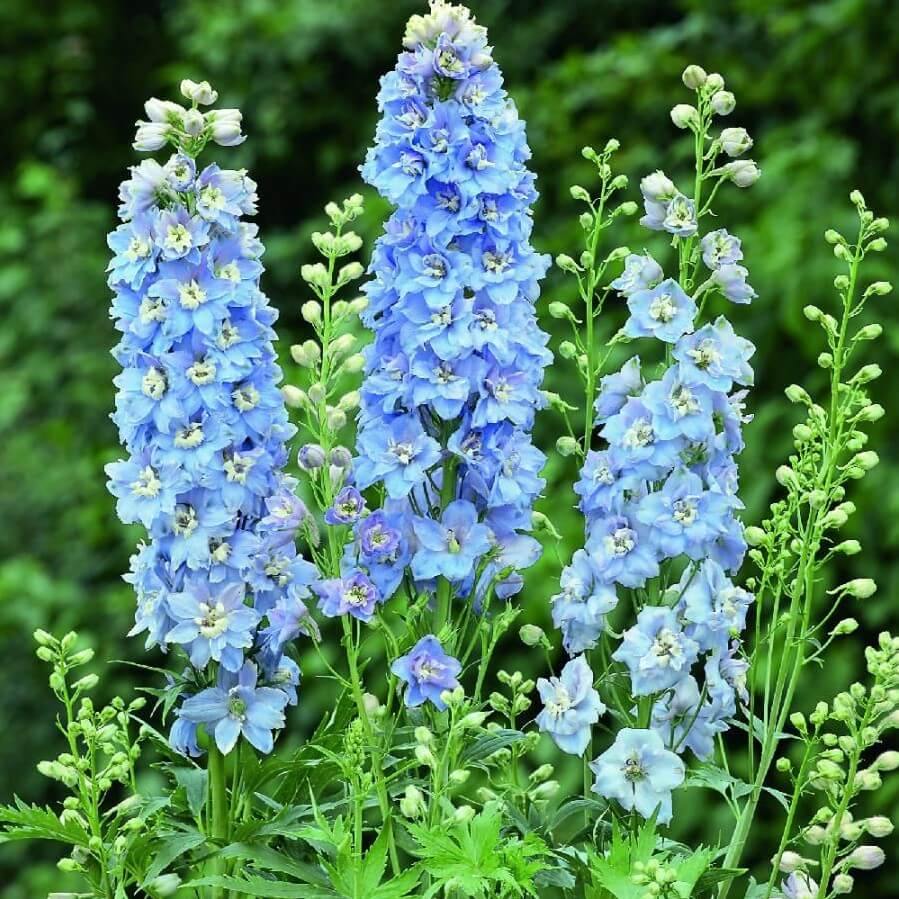Delphinium Elatum Darwin's Blue Indulgence Perene butași trandafiri de grădină