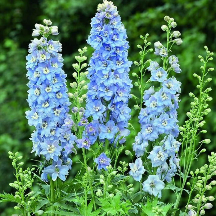 Delphinium Elatum Darwin's Blue Indulgence Perene butași trandafiri de grădină
