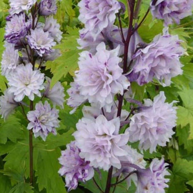 Delphinium Highlander Cha Cha Plants butași trandafiri de grădină