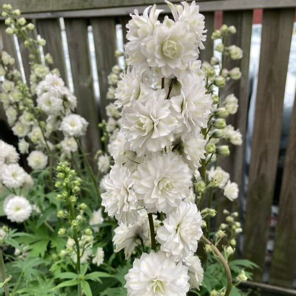 Delphinium Highlander Samba Perene butași trandafiri de grădină