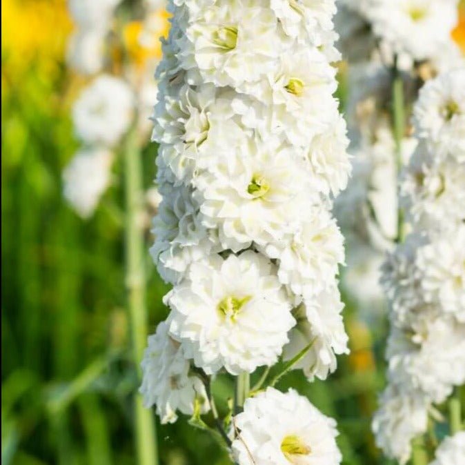 Delphinium Highlander Samba Perene butași trandafiri de grădină