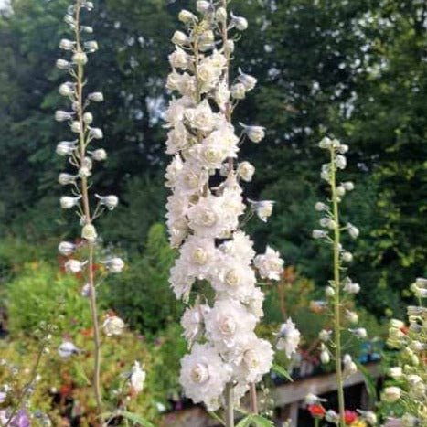 Delphinium Highlander Samba Perene butași trandafiri de grădină