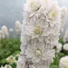 Delphinium Highlander Samba Perene butași trandafiri de grădină