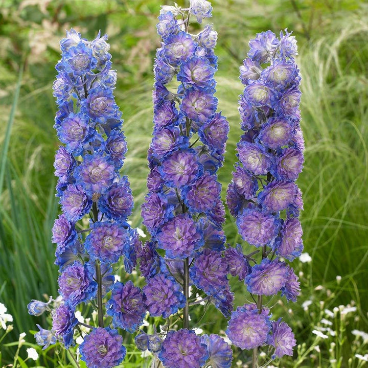 Delphinium Highlander Sweet Sensation Plants butași trandafiri de grădină