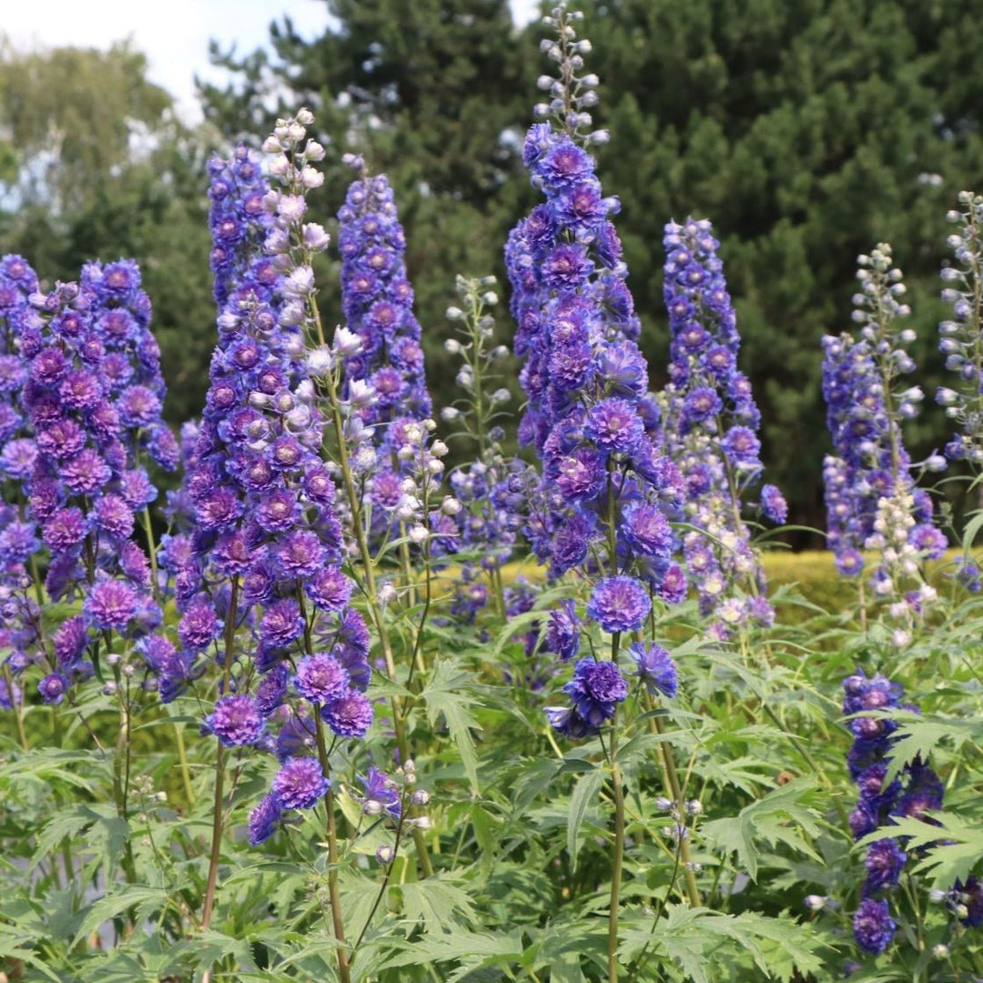 Delphinium Highlander Sweet Sensation Plants butași trandafiri de grădină