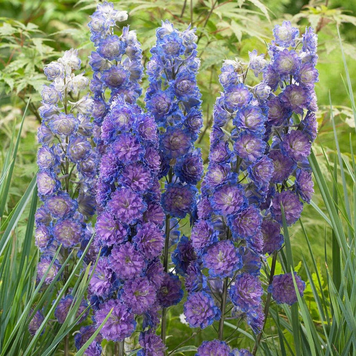 Delphinium Highlander Sweet Sensation Plants butași trandafiri de grădină