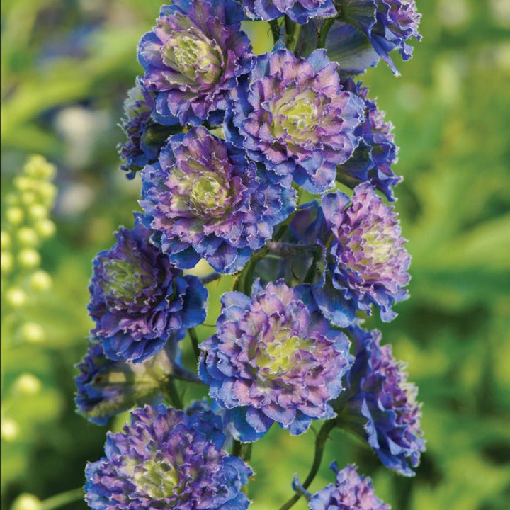 Delphinium Highlander Sweet Sensation Plants butași trandafiri de grădină