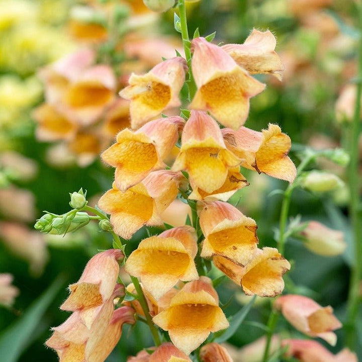Digitalis Hibrid Goldcrest Plants butași trandafiri de grădină