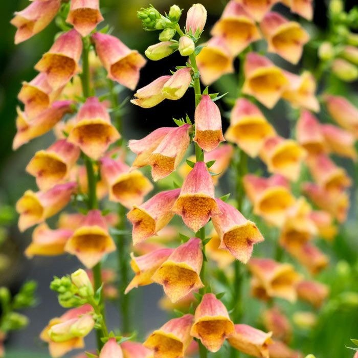 Digitalis Hibrid Goldcrest Plants butași trandafiri de grădină