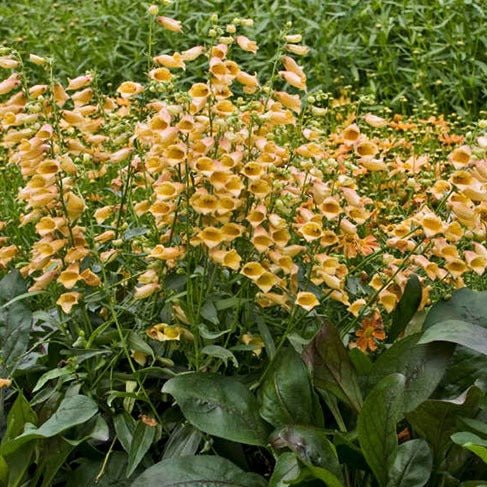 Digitalis Hibrid Goldcrest Plants butași trandafiri de grădină