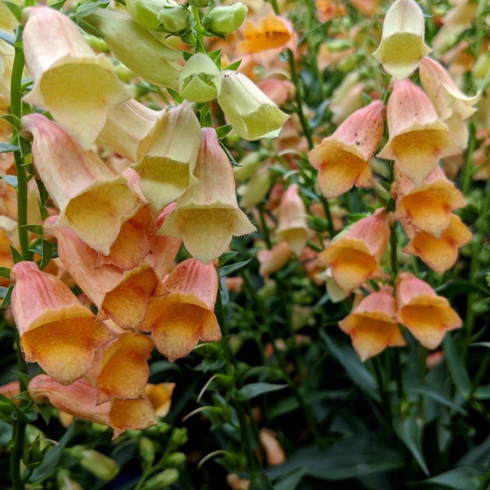 Digitalis Hibrid Goldcrest Plants butași trandafiri de grădină
