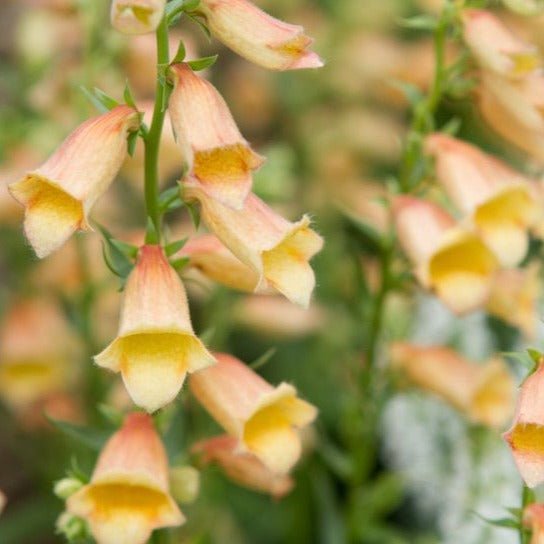 Digitalis Hibrid Goldcrest Plants butași trandafiri de grădină
