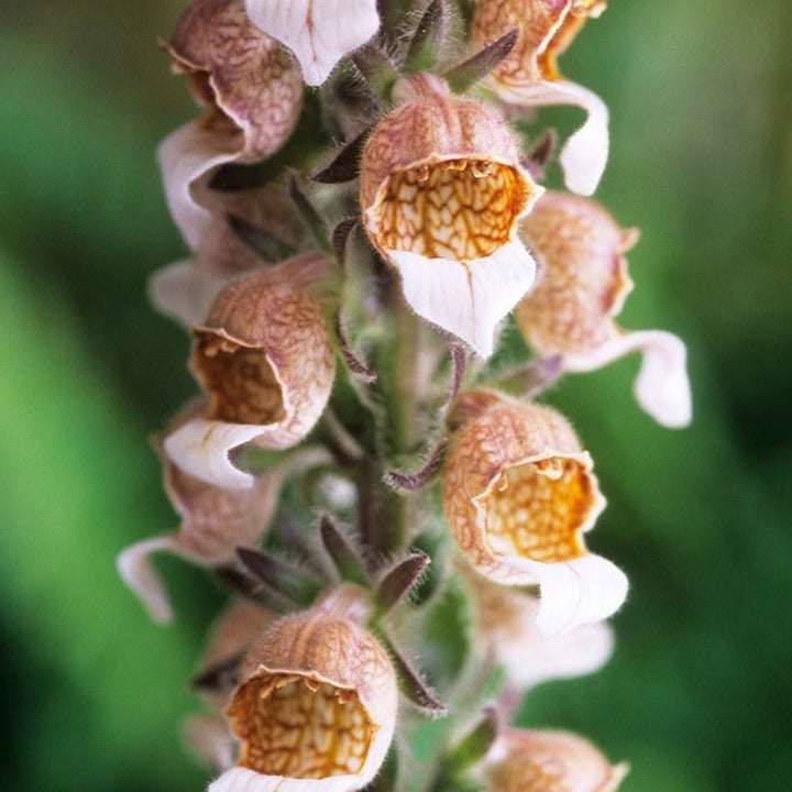 Digitalis Lanata Cafe Creme Plants butași trandafiri de grădină