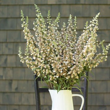 Digitalis Lanata Cafe Creme Plants butași trandafiri de grădină