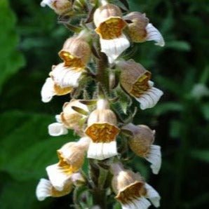 Digitalis Lanata Cafe Creme Plants butași trandafiri de grădină