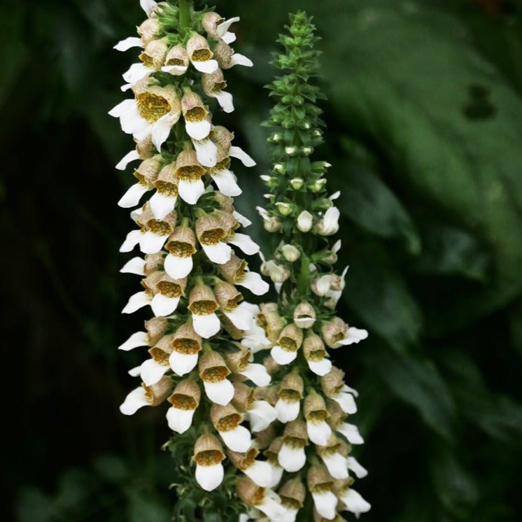 Digitalis Lanata Cafe Creme Plants butași trandafiri de grădină