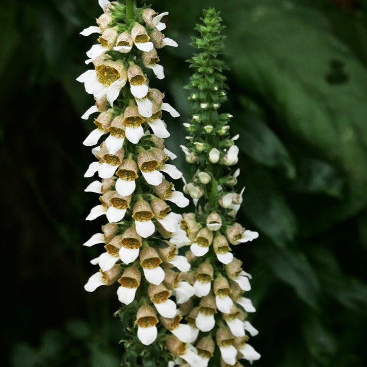 Digitalis Lanata Cafe Creme Plants butași trandafiri de grădină
