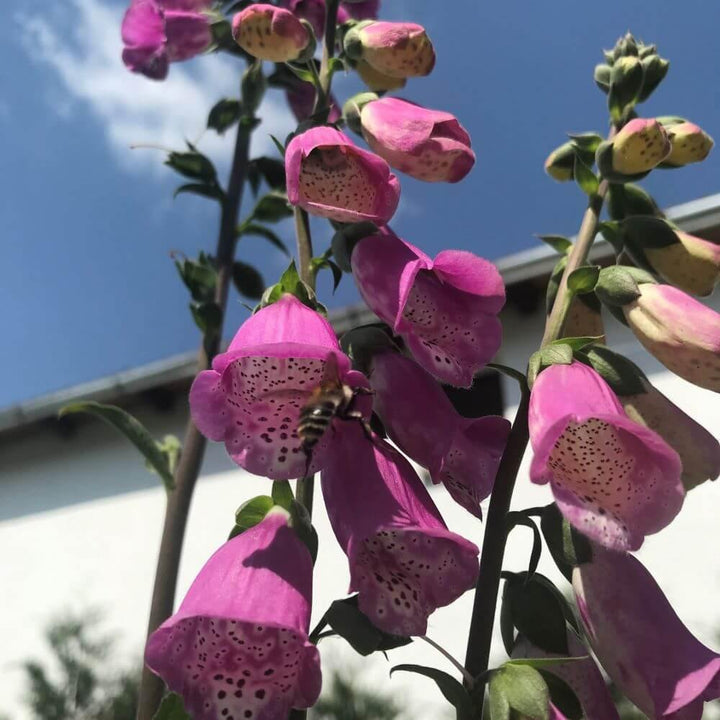 Digitalis Pink Panther Perene butași trandafiri de grădină