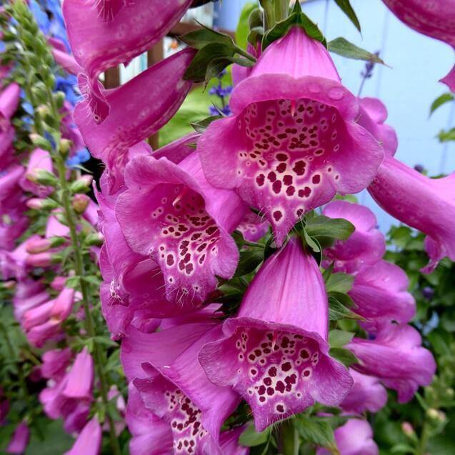 Digitalis Pink Panther Perene butași trandafiri de grădină