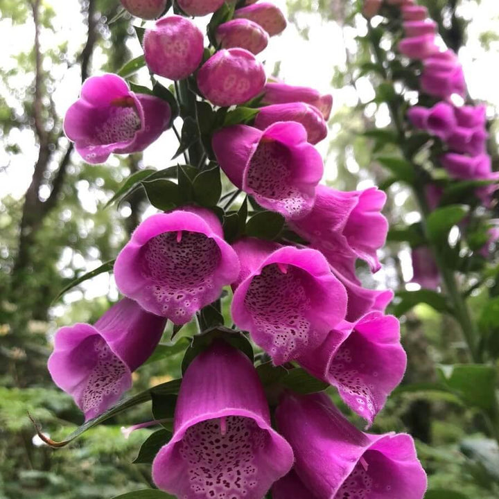 Digitalis Pink Panther Perene butași trandafiri de grădină