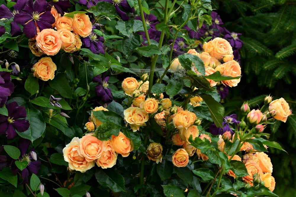 Dolce Vita Trandafir Floribunda butași trandafiri de grădină