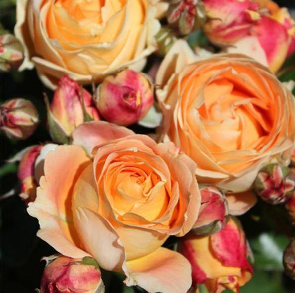 Dolce Vita Trandafir Floribunda butași trandafiri de grădină