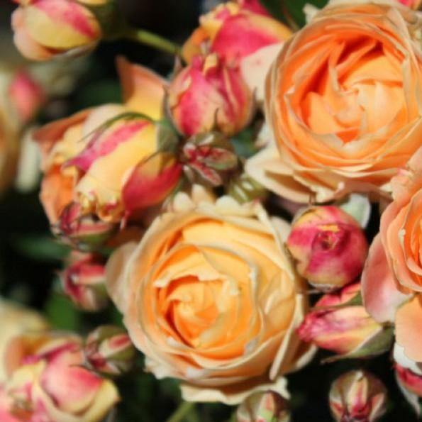 Dolce Vita Trandafir Floribunda butași trandafiri de grădină