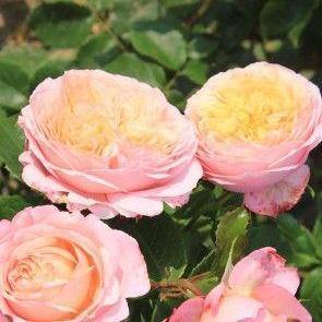 Domaine de Chantilly Trandafir Floribunda butași trandafiri de grădină