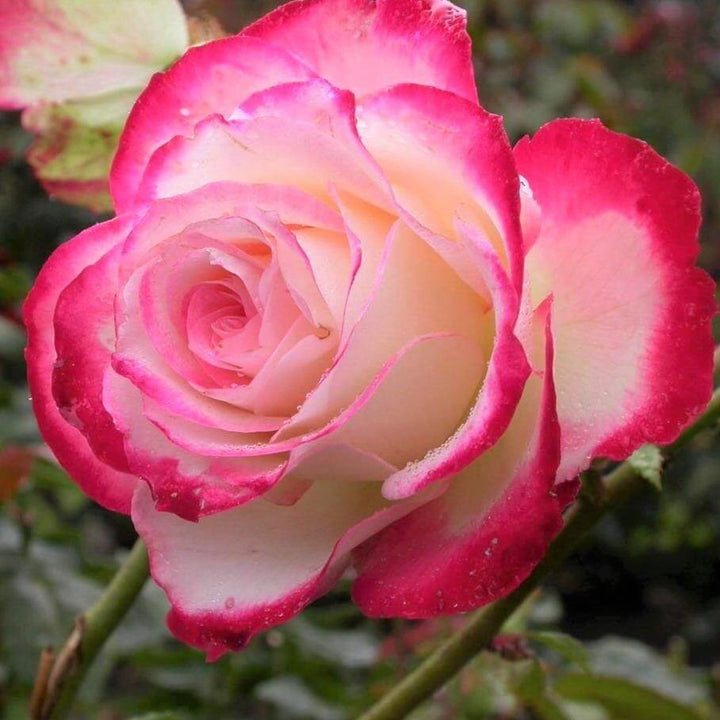 Double Delight Trandafir Teahibrid butași trandafiri de grădină