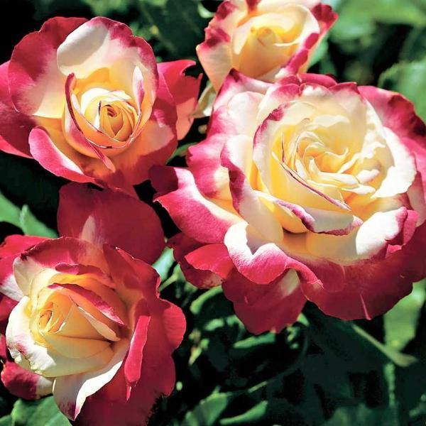 Double Delight Trandafir Teahibrid butași trandafiri de grădină