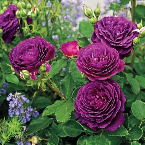 Ebb Tide Trandafir Floribunda butași trandafiri de grădină