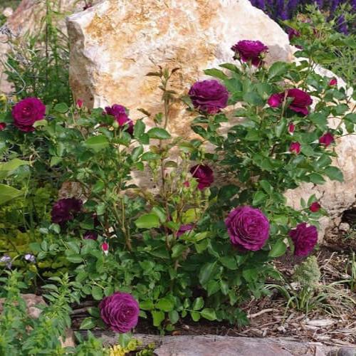 Ebb Tide Trandafir Floribunda butași trandafiri de grădină