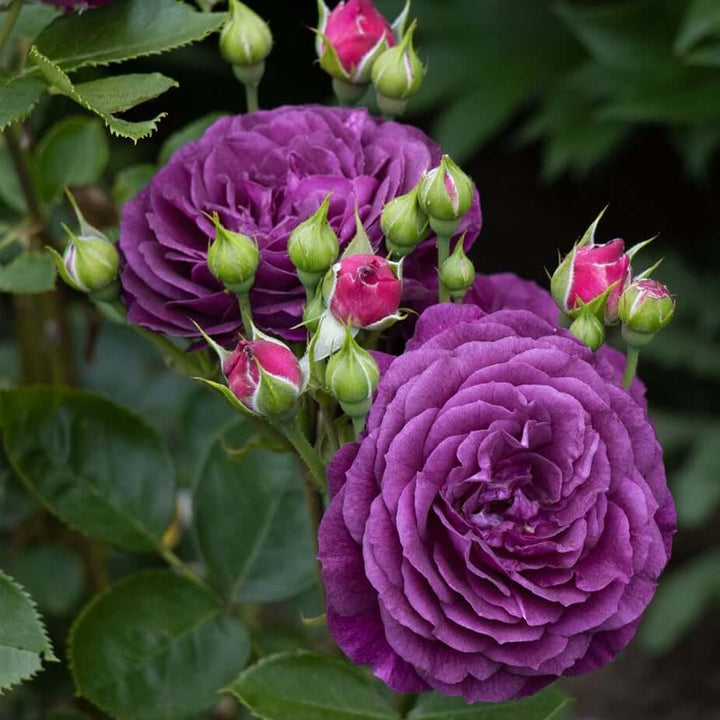 Ebb Tide Trandafir Floribunda butași trandafiri de grădină