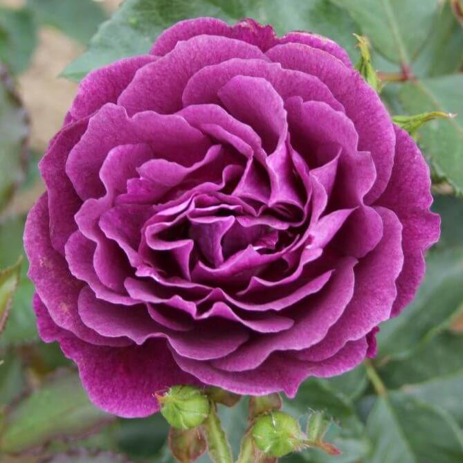 Ebb Tide Trandafir Floribunda butași trandafiri de grădină