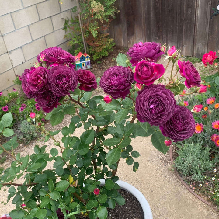 Ebb Tide Trandafir Floribunda butași trandafiri de grădină