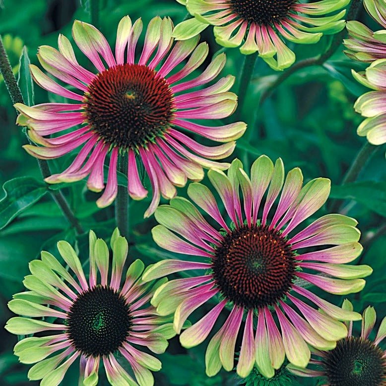 Echinacea Green Twister Plants butași trandafiri de grădină