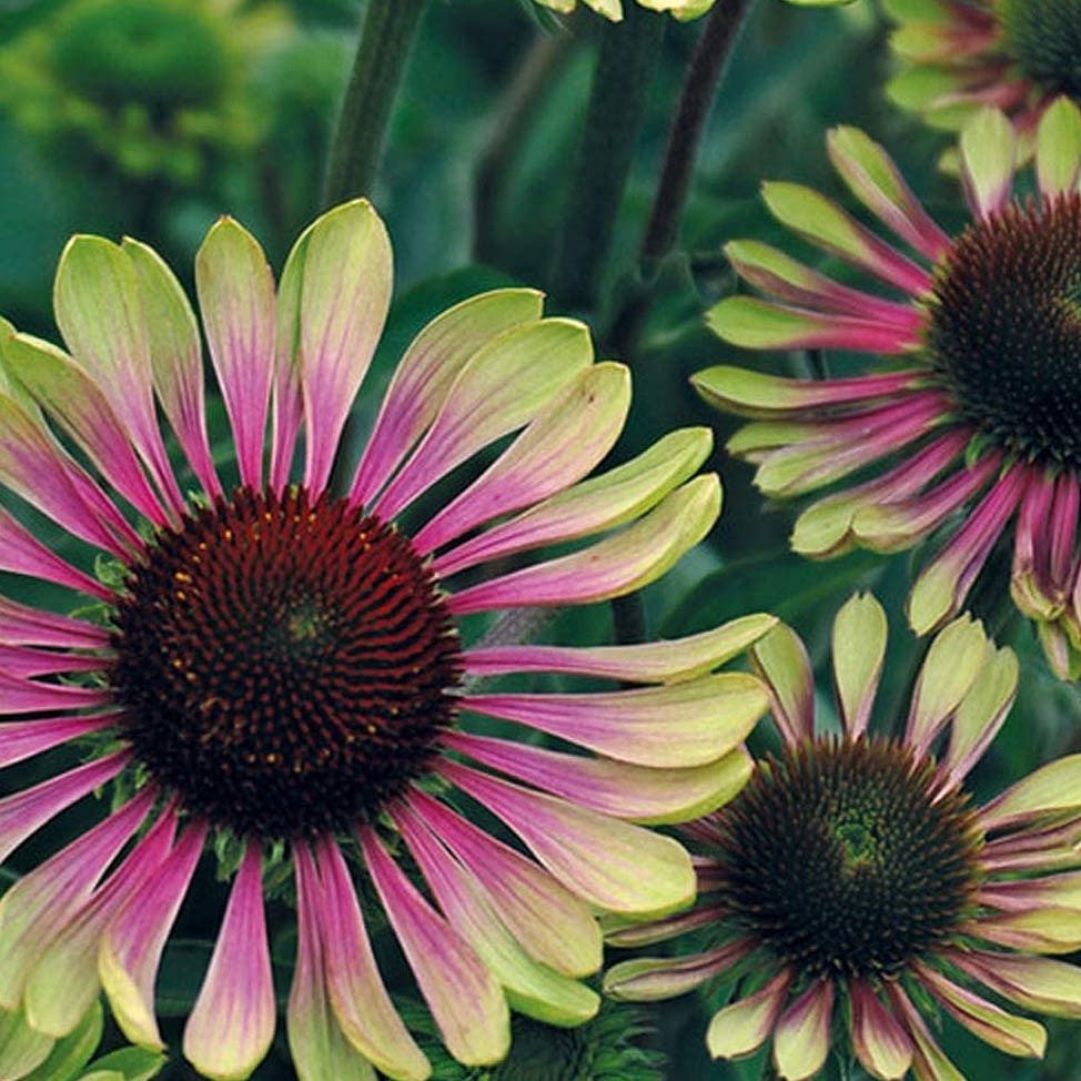 Echinacea Green Twister Plants butași trandafiri de grădină