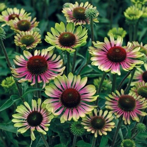 Echinacea Green Twister Plants butași trandafiri de grădină
