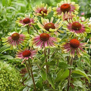Echinacea Green Twister Plants butași trandafiri de grădină