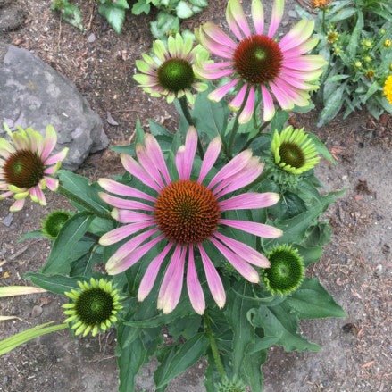 Echinacea Green Twister Plants butași trandafiri de grădină