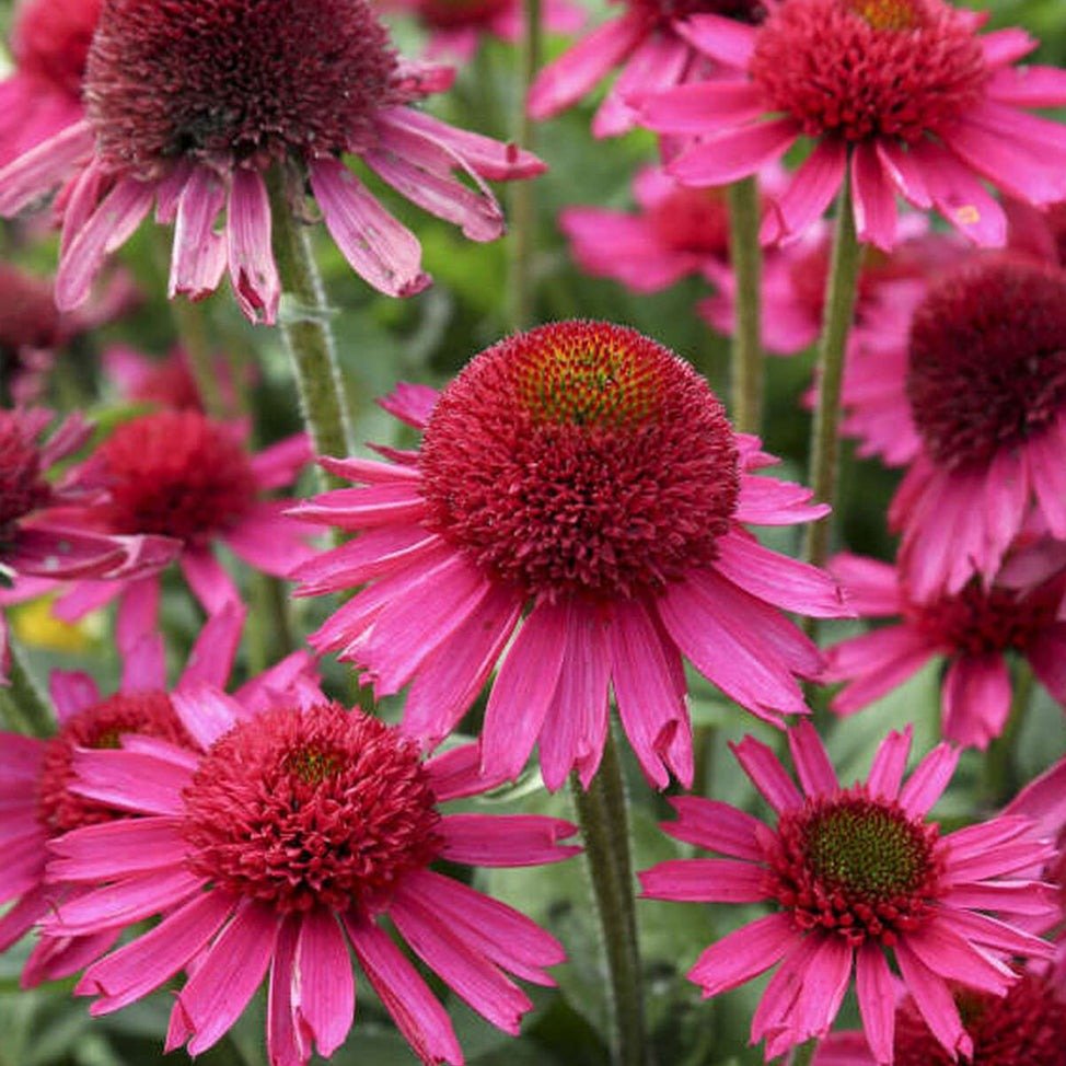 Echinacea Hybrida Delicious Candy Plants butași trandafiri de grădină
