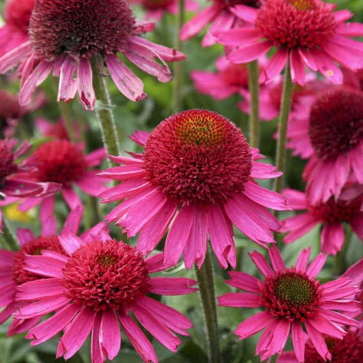 Echinacea Hybrida Delicious Candy Plants butași trandafiri de grădină