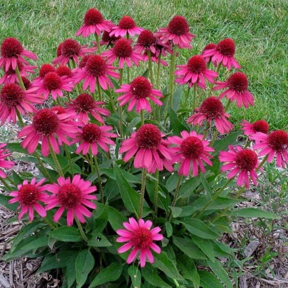 Echinacea Hybrida Delicious Candy Plants butași trandafiri de grădină