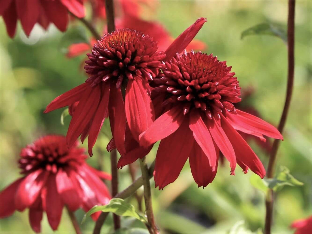 Echinacea Hybrida Eccentric  butași trandafiri de grădină