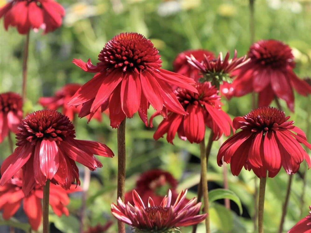 Echinacea Hybrida Eccentric  butași trandafiri de grădină
