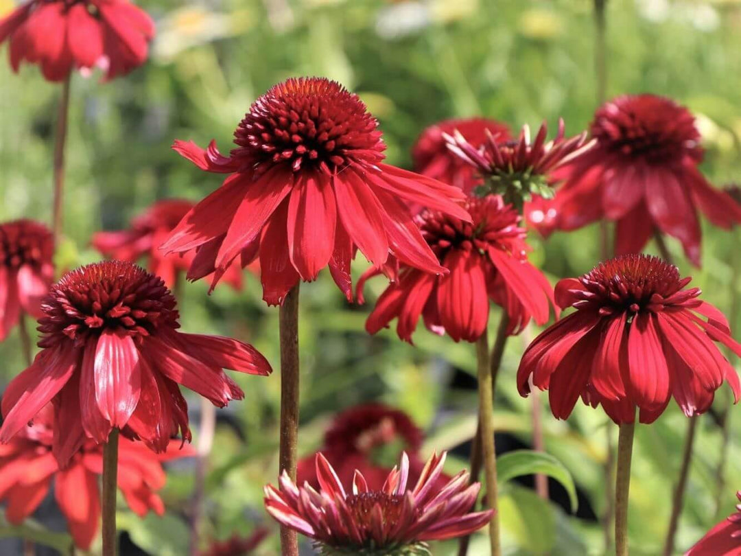 Echinacea Hybrida Eccentric  butași trandafiri de grădină
