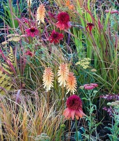Echinacea Hybrida Eccentric  butași trandafiri de grădină