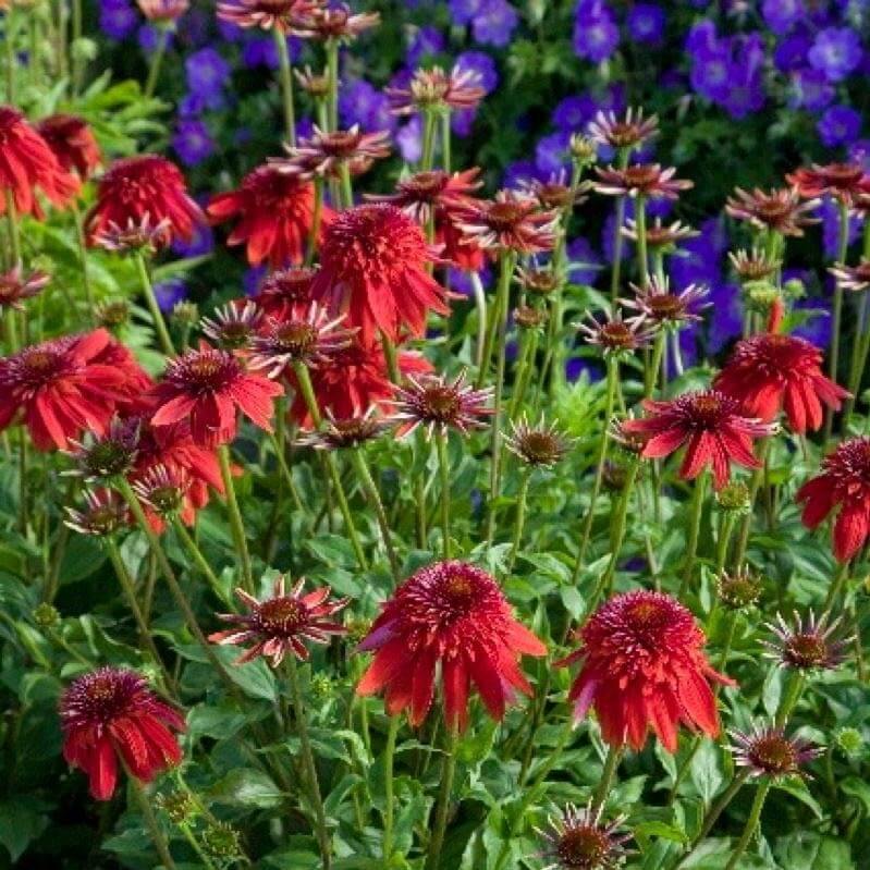 Echinacea Hybrida Eccentric  butași trandafiri de grădină