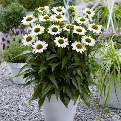 Echinacea Hybrida Sunseekers White Perfection  butași trandafiri de grădină
