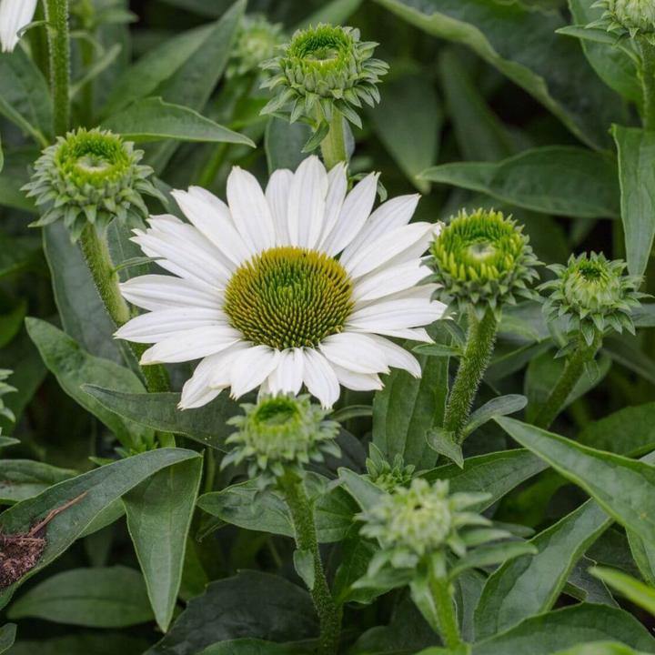 Echinacea Hybrida Sunseekers White Perfection  butași trandafiri de grădină